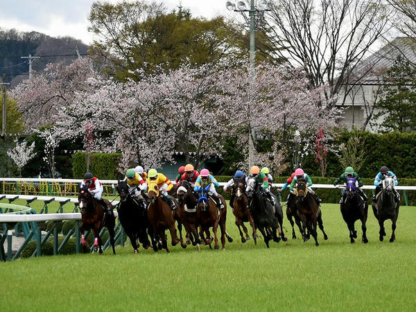 桜と最終コーナーを回る競走馬