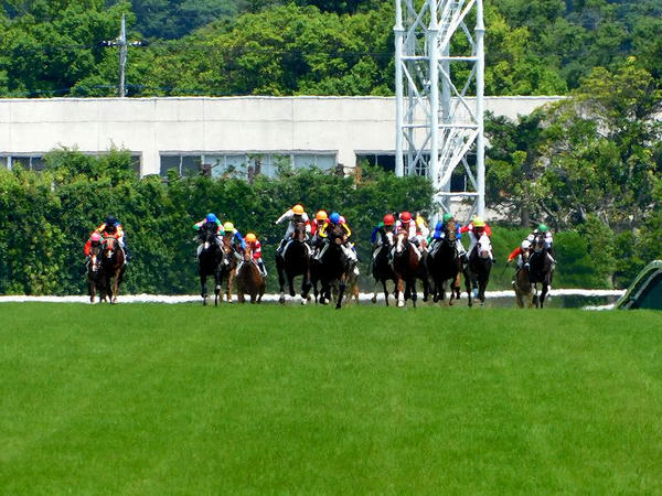 最後の直線の坂を駆け上がる競走馬たち