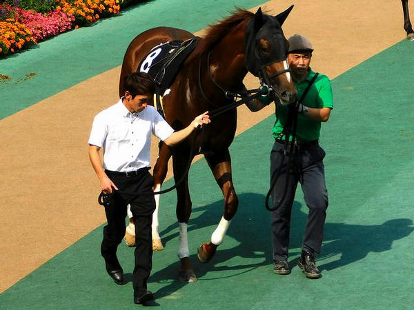1番人気(8)サンライズノヴァ号（戸崎圭太騎手騎乗）