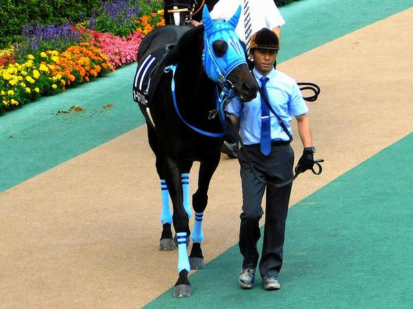 6番人気(11)オールマンリバー号（田邊裕信騎手騎乗）