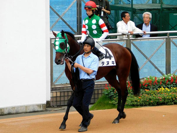 第1レースのパドックを周回するタヌキ号と藤田菜七子騎手