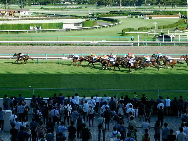 最後の直線の坂を駆け上がる各馬