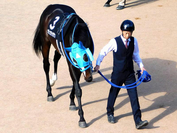 パドックを周回するオジュウチョウサン号