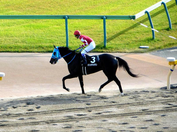 引き上げていくオジュウチョウサン号
