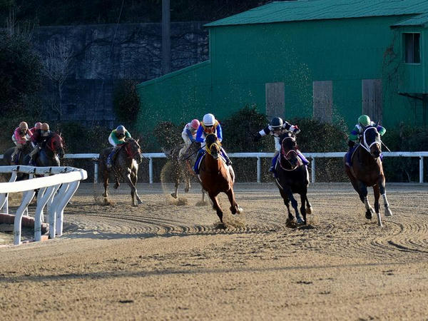 佐賀記念で最終コーナーを回る競走馬