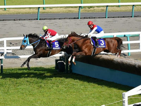 最終障害を飛越する(5)オジュウチョウサン号と(3)シンキングダンサー号