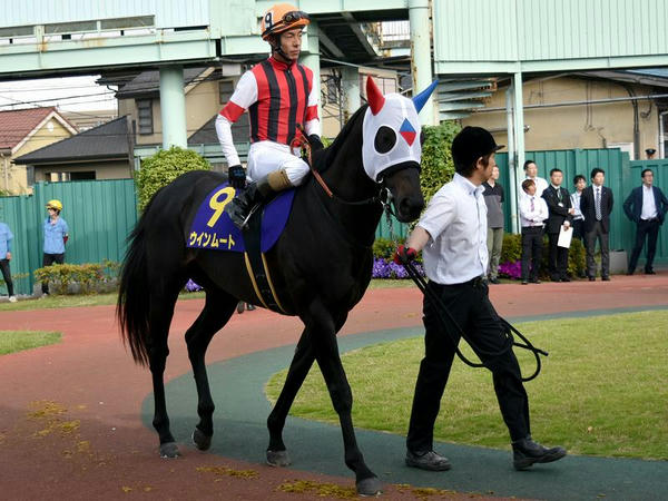 4番人気の(9)ウインムート号（JRA、牡6歳、JRA和田竜二騎手）
