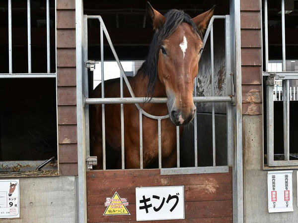 ばんえい競馬PR馬のキング号