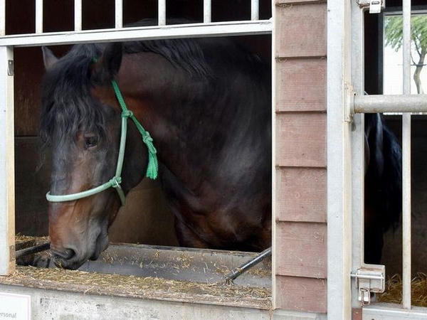 新しくばんえい競馬PR馬に加わったフクスケ号