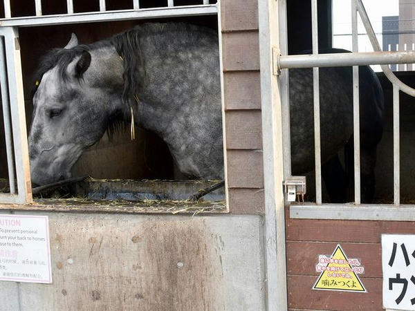 新しくばんえい競馬PR馬に加わったハクウンリュー号