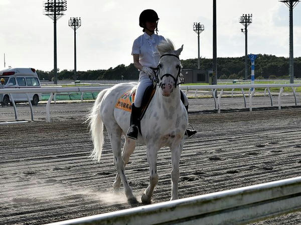 誘導馬のテン太