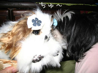 handmade-shihtzu10-31-1.jpg