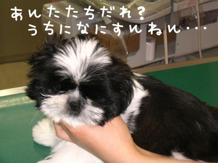 miyuu-12-17-2.jpg
