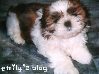 mon-puppy-12-10-3.jpg