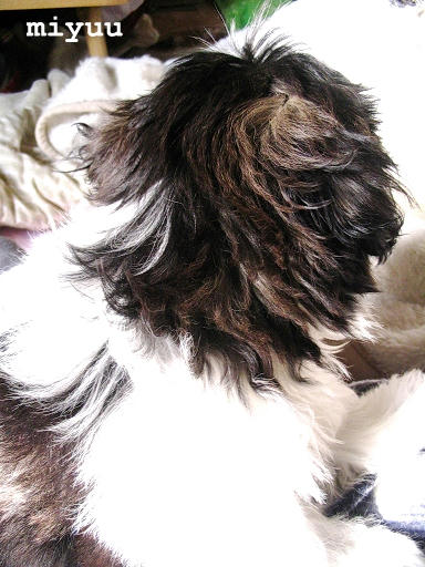 miyuu-01-9-3.jpg