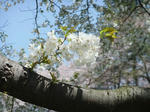 DSCF0404.JPG