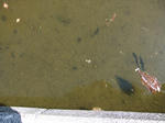 DSCF0445.JPG