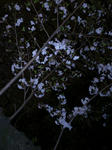 DSC_0379.jpg