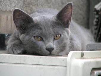 ぎん 昼寝前 まだ警戒中