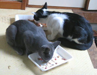 子猫たち食事中