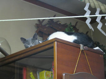 子猫たち 食器棚の上が新しい居場所