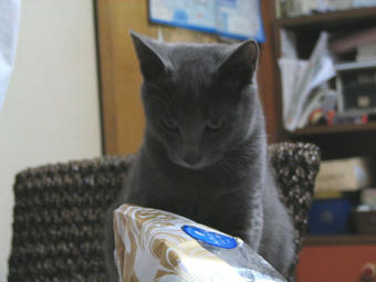 袋とぎん５