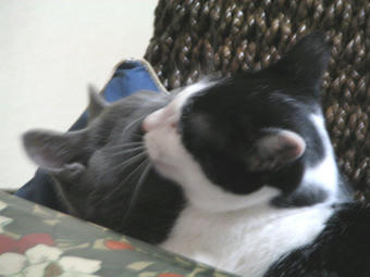 なめ猫１