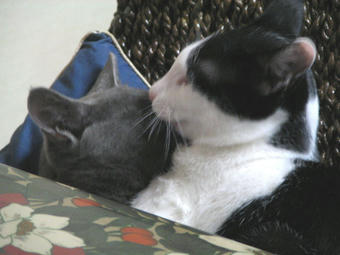 なめ猫３