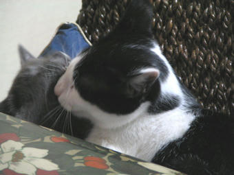 なめ猫４
