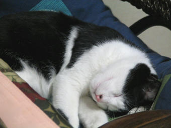 マル 眠いから退かないの２