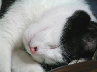 マル 眠いから退かないの３