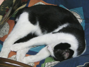 マル 眠いから退かないの６