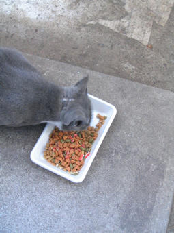 グレ お食事中1