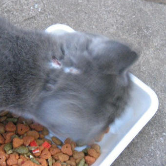 グレ お食事中 新しいケガ