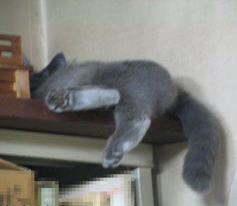 ぎんの寝顔 通常