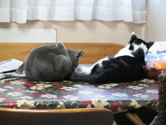 マルとぎんの背中
