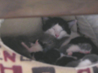 赤ちゃんたち１