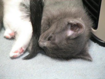 眠る仔猫@4月10日その2