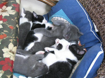 眠る仔猫たち＠４月１１日