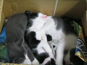 箱の中の猫たち＠４月１６日