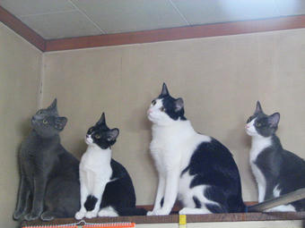 親猫仔猫@7月2日 これは何?その1