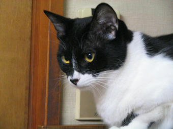 チャム その1