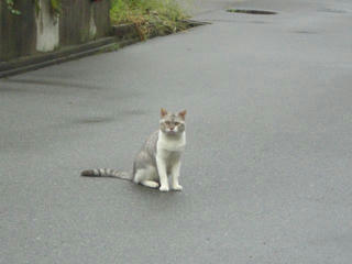 ぬこ