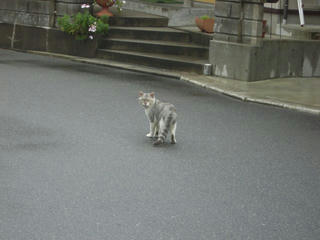光るぬこ
