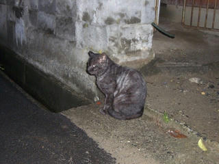 ここであえてぬこですよ