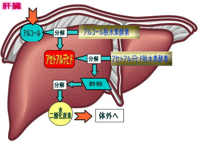 アルコールの代謝図解