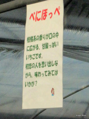 べにほっぺ