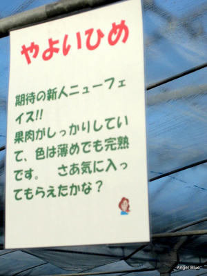 やよいひめ