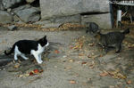ねこ1