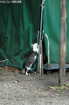 ねこ2